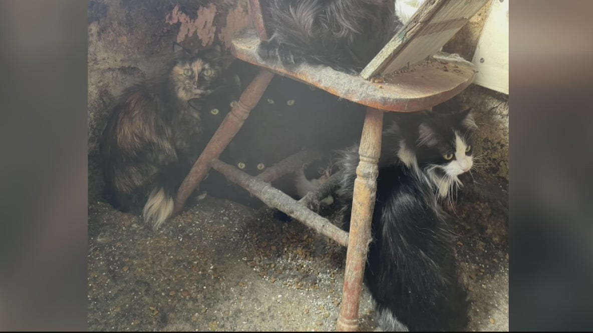 45 cats rescued from Ferndale home